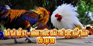 Đá Gà Bồ 67